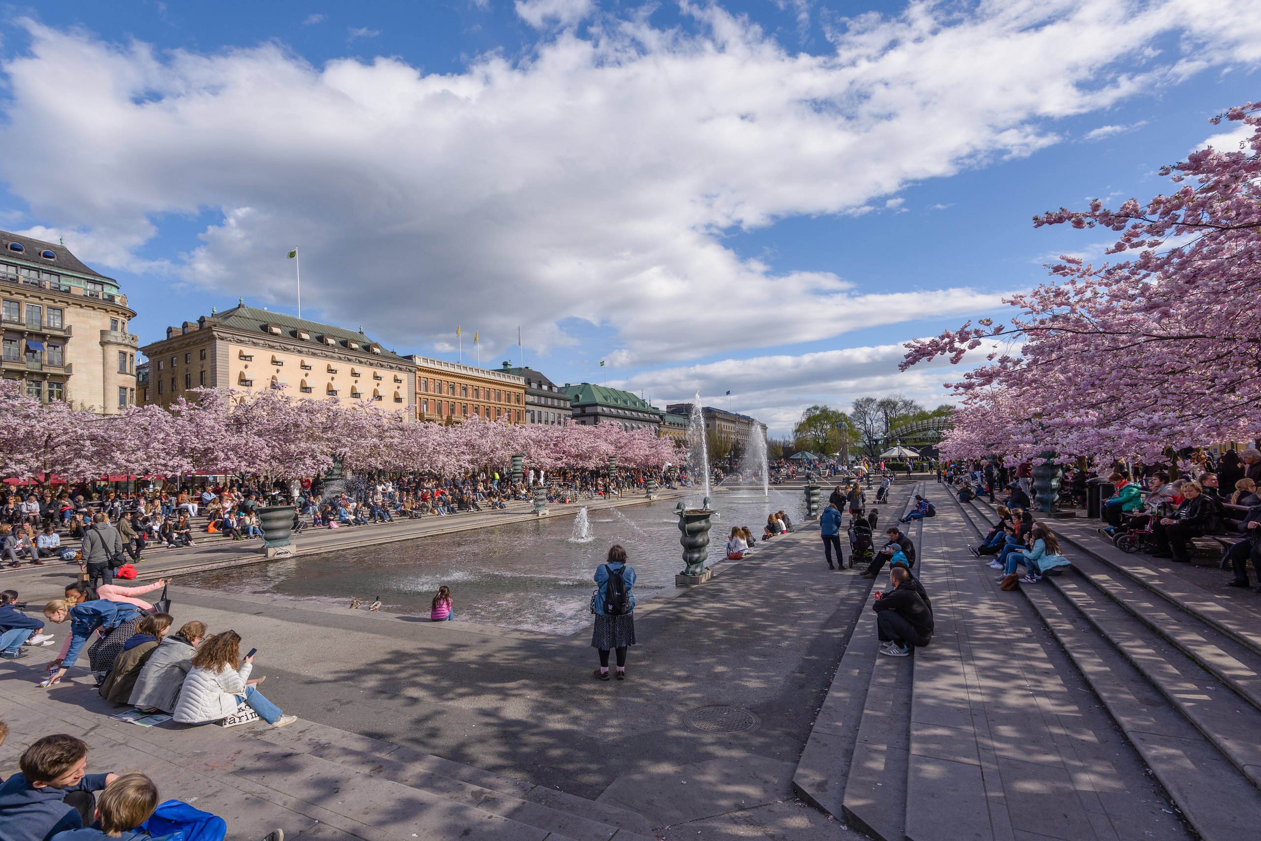 Kungstr&auml;dg&aring;rden in central Stockholm in April: the avenue of cherry trees in full pink blossom along one side of the square, the fountain running, and people sitting on the steps under a bright spring sky.