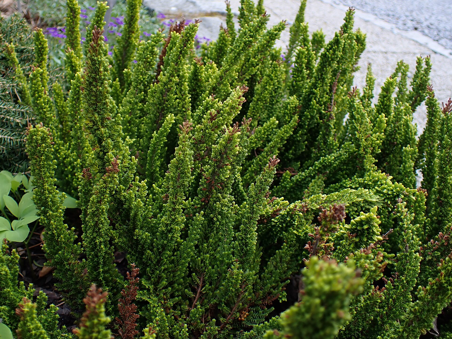 Calluna vulgaris 'Skyline Stockholm' kz02.jpg — illustrating When Is the Best Time of Year to Visit Stockholm?