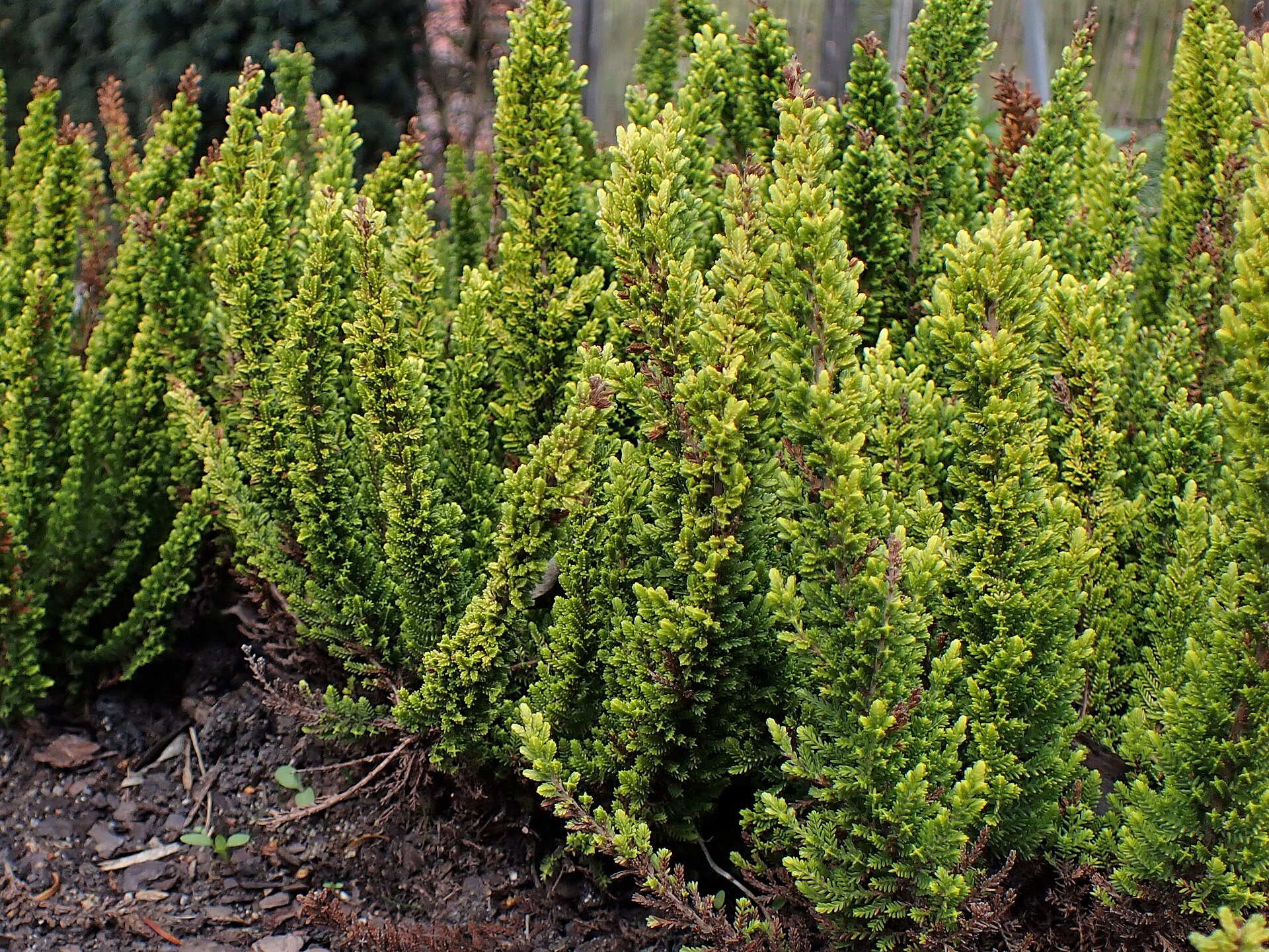 Calluna vulgaris 'Skyline Stockholm' kz01.jpg — illustrating When Is the Best Time of Year to Visit Stockholm?