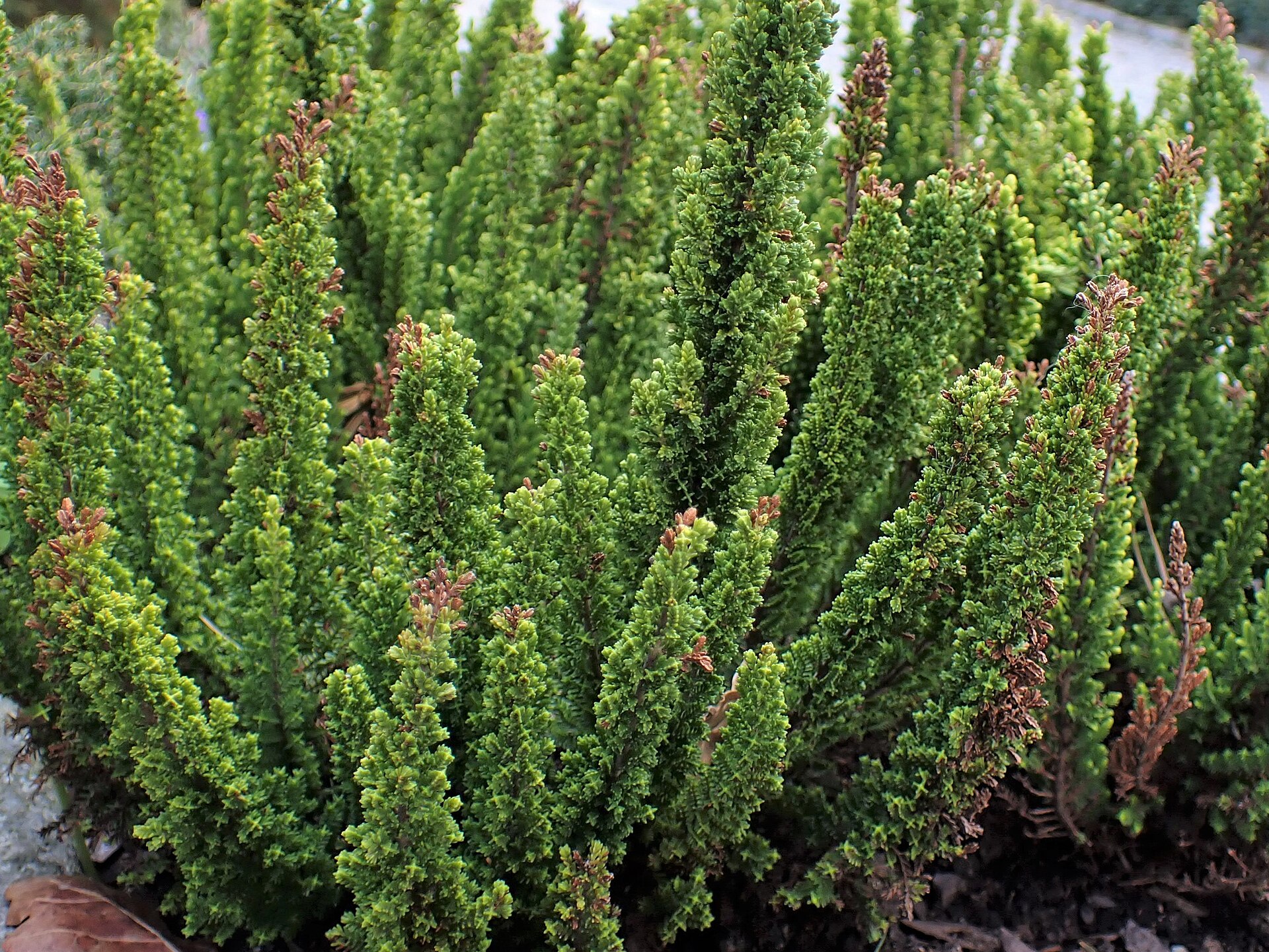 Calluna vulgaris 'Skyline Stockholm' kz03.jpg — illustrating What Does the Light Actually Do Through a Stockholm Year?