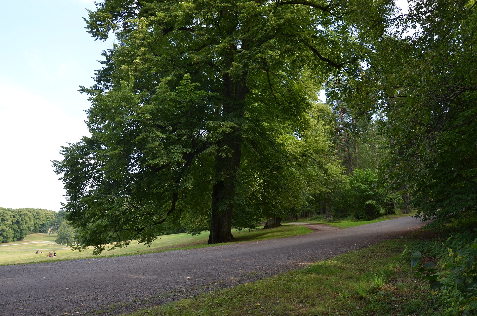 Trees and open lawn in Hagaparken, Stockholm
