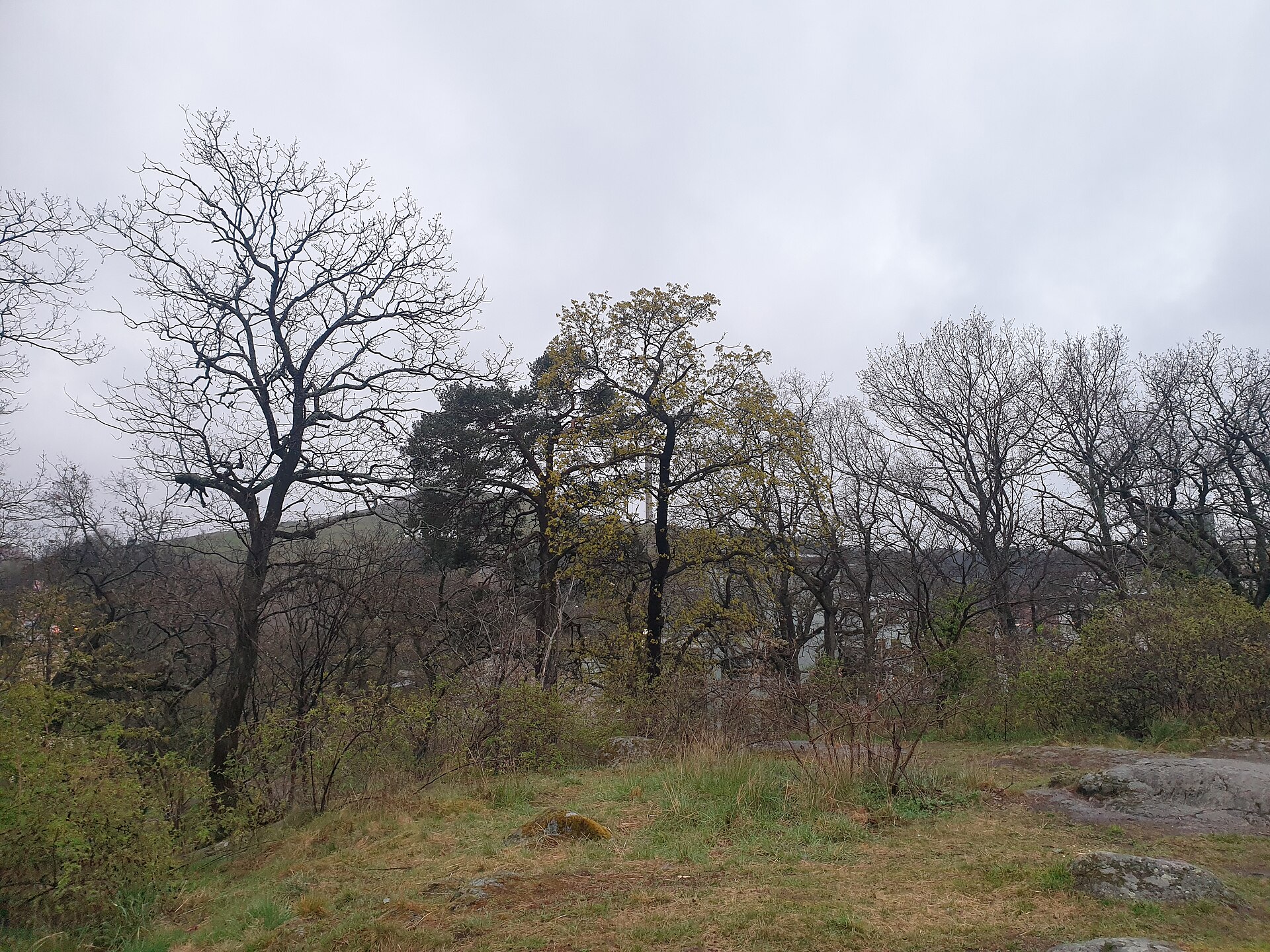 Nature in Nackareservatet by Hammarby Sjöstad, Stockholm